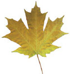 ceilingdoctor003003.jpg
